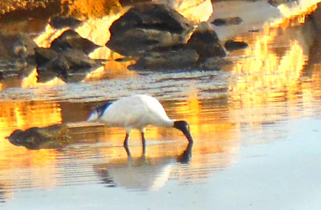 A black-faced Ibis fishing in shallow waters