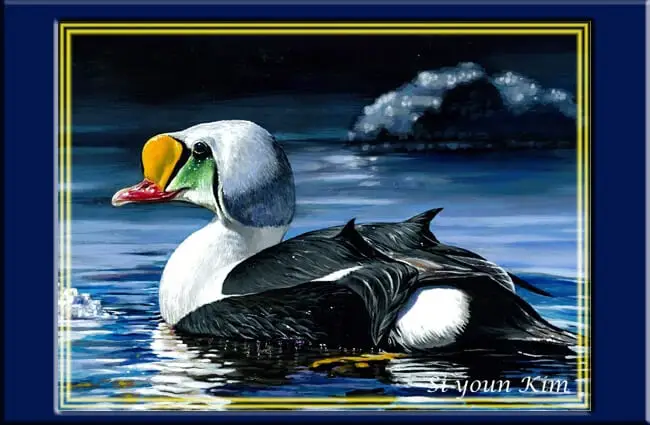 King Eider painting by 16-year-old Si youn Kim Photo by: U.S. Fish and Wildlife Service Northeast Region, Public Domain