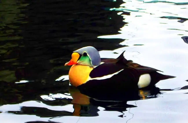 King Eider duck on dark waters Photo by: Zaskoda https://creativecommons.org/licenses/by/2.0/