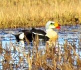 King Eider In Marshy Wetlands In Barrow, Alaska Photo By: Don Faulkner Https://Creativecommons.org/Licenses/By/2.0/
