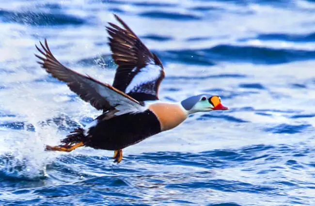 King Eider taking flight off the water Photo by: Ron Knight https://creativecommons.org/licenses/by/2.0/
