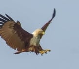 Brahminy Kite Diving For Prey Photo By: Antony Grossy Https://Creativecommons.org/Licenses/By/2.0/ 