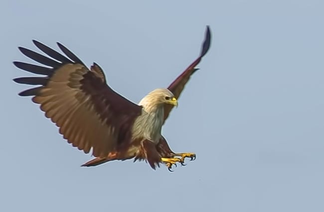 Brahminy Kite diving for prey Photo by: Antony Grossy https://creativecommons.org/licenses/by/2.0/ 