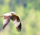 Red Kite Looking For Prey Near Meiringen, Switzerland Photo By: Peter Gronemann Https://Creativecommons.org/Licenses/By/2.0/ 