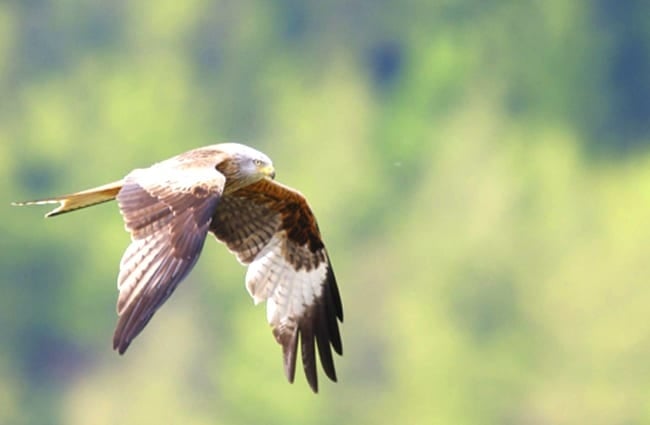 Red Kite looking for prey near Meiringen, Switzerland Photo by: Peter Gronemann https://creativecommons.org/licenses/by/2.0/ 