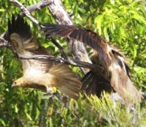 A Pair Of Whistling Kites At Mary River, Northern Territory, Australia Photo By: Lip Kee Yap Https://Creativecommons.org/Licenses/By/2.0/ 