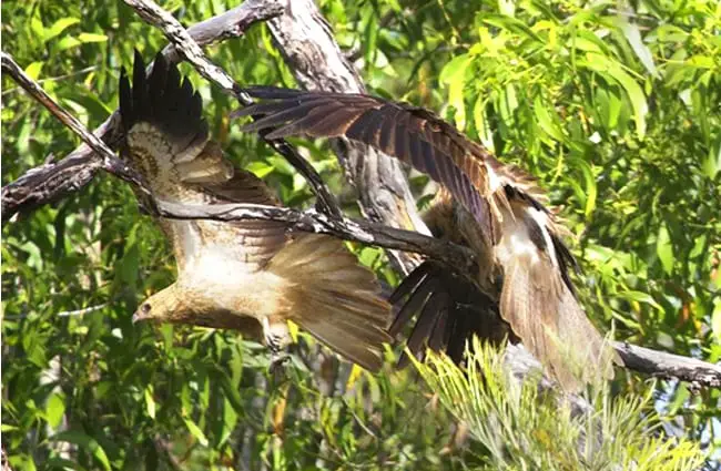 A pair of Whistling Kites at Mary River, Northern Territory, Australia Photo by: Lip Kee Yap https://creativecommons.org/licenses/by/2.0/ 