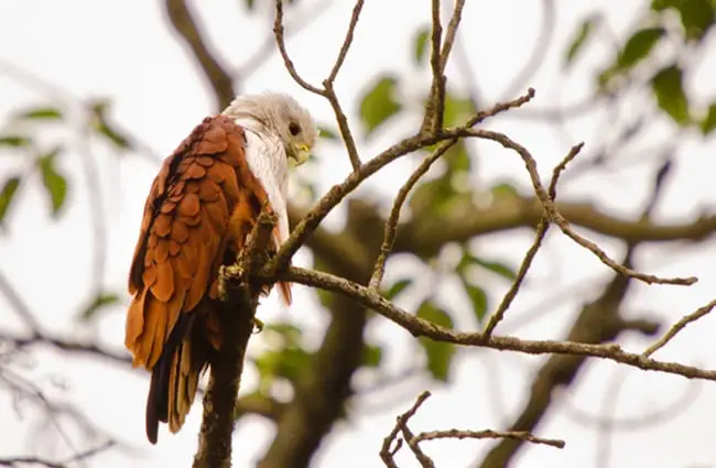 Brahminy Kite, also known as the Red-backed Sea-eagle, in Australia Photo by: Srikaanth Sekar //creativecommons.org/licenses/by/2.0/