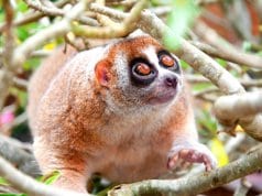 An adorable Slow Loris portraitPhoto by: (c) ngarare www.fotosearch.com