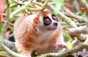 An adorable Slow Loris portraitPhoto by: (c) ngarare www.fotosearch.com