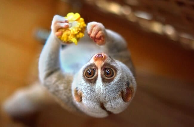 Adorable Slow Loris Photo by: Vladimir Buynevich https://creativecommons.org/licenses/by/2.0