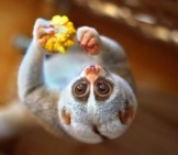 Slow Loris Eating Upside-Downphoto By: Vladimir Buynevichhttps://Creativecommons.org/Licenses/By/2.0