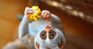 Slow Loris eating upside-downPhoto by: Vladimir Buynevichhttps://creativecommons.org/licenses/by/2.0