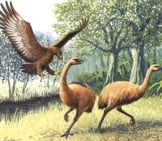 Two Moa Being Attacked By A Giant Haasts Eagle Image By: John Megahan Cc By 2.5 Https://Creativecommons.org/Licenses/By/2.5