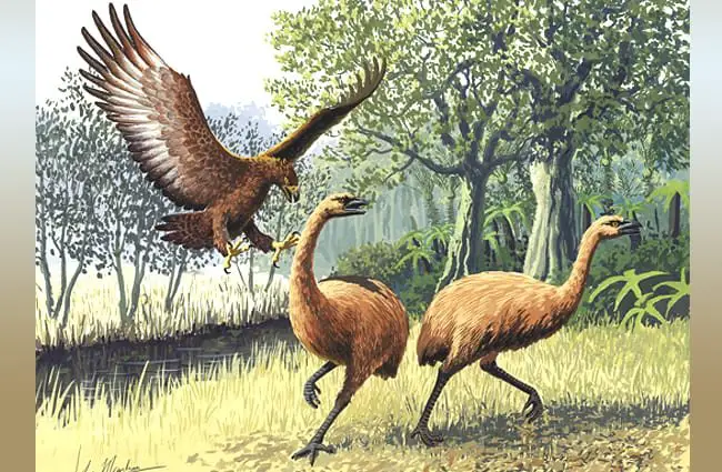 Two Moa being attacked by a Giant Haasts Eagle Image by: John Megahan CC BY 2.5 https://creativecommons.org/licenses/by/2.5