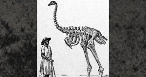 Illustration of a man standing next to a Moa skeletonImage by: Ancient Fund of the Library of the University of Seville,Public Domain