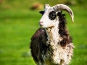 Mountain Sheep RamPhoto by: (c) Leaf www.fotosearch.com