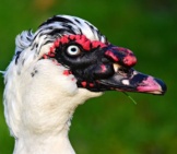 Closeup Of A Muscovy Duck&#039;S Head