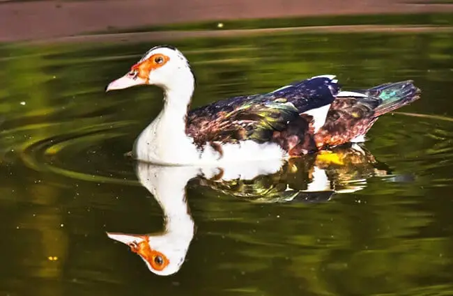Muscovy Duck floating along with his reflection