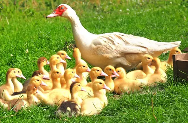 Мать мускусная утка развлекает своих цыплят на солнышке