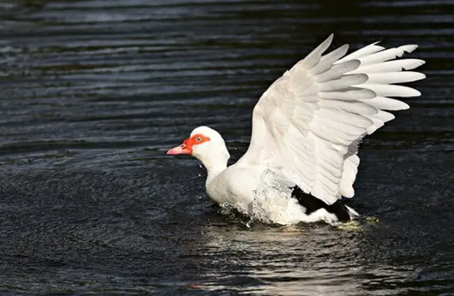 White Muscovy Duck landing on the water