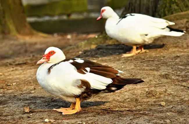 A pair of Muscovy Ducks at the water&#039;s edge