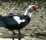 Muscovy Duck Balanced On The Tip Of A Rock