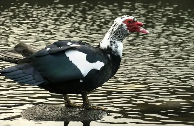 Muscovy Duck balanced on the tip of a rock