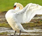Young Mute Swan Showing Offphoto By: Jimmy Edmondshttps://Creativecommons.org/Licenses/By-Sa/2.0/