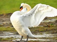 Young Mute Swan showing offPhoto by: Jimmy Edmondshttps://creativecommons.org/licenses/by-sa/2.0/