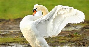 Young Mute Swan showing offPhoto by: Jimmy Edmondshttps://creativecommons.org/licenses/by-sa/2.0/