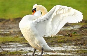 Young Mute Swan showing offPhoto by: Jimmy Edmondshttps://creativecommons.org/licenses/by-sa/2.0/