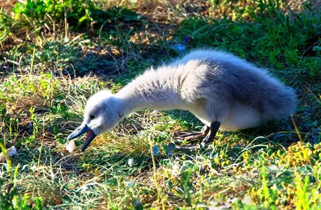 Mute Swan cygnet (baby) foraging for food Photo by: Mike Aixklusiv https://pixabay.com/photos/swan-hungry-swan-baby-baby-swan-4140607/
