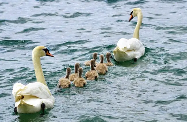 Mute Swan couple swimming with their babies Photo by: suju https://pixabay.com/photos/swans-family-swan-water-white-2441210/