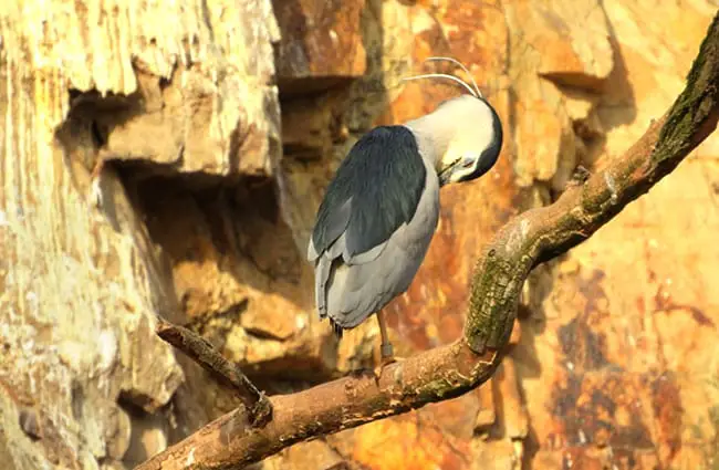 Night Heron on a dead tree branch Photo by: Markéta Machová https://pixabay.com/photos/night-heron-night-heron-night-3470934/