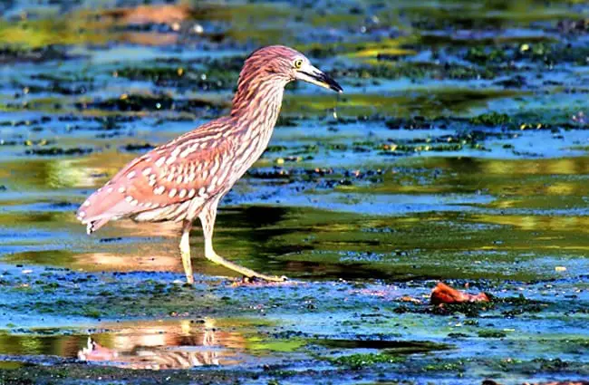 Ночная цапля в поисках следующей еды. Фото: Винсон Тан https://pixabay.com/photos/wild-bird-wildlife-wetland-water-3925053/