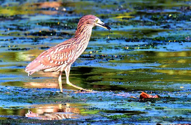 Night Heron on the lookout for her next meal Photo by: Vinson Tan https://pixabay.com/photos/wild-bird-wildlife-wetland-water-3925053/