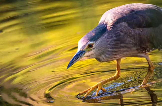 Night Heron fishing in a shallow pondPhoto by: Lukas Bierihttps://pixabay.com/photos/night-heron-water-pond-lake-waters-2363889/