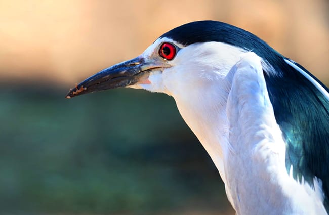 Closeup of a Black-Crowned Night Heron Photo by: Jean van der Meulen https://pixabay.com/photos/black-crowned-night-heron-portrait-3262671/