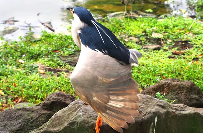 Night Heron showing off his beautiful wing Photo by: Zhen Li https://pixabay.com/photos/night-heron-nocturnal-wings-bird-840827/