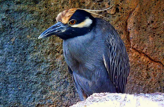 Yellow-Crowned Night Heron Photo by: Graham Hobster https://pixabay.com/photos/yellow-crowned-night-heron-animal-2411060/