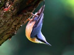 Nuthatch hopping on a tree trunk, much like a woodpecker
