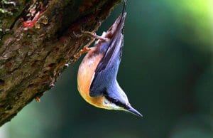 Nuthatch hopping on a tree trunk, much like a woodpecker