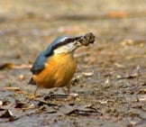 Nuthatch Bringing Home A Meal