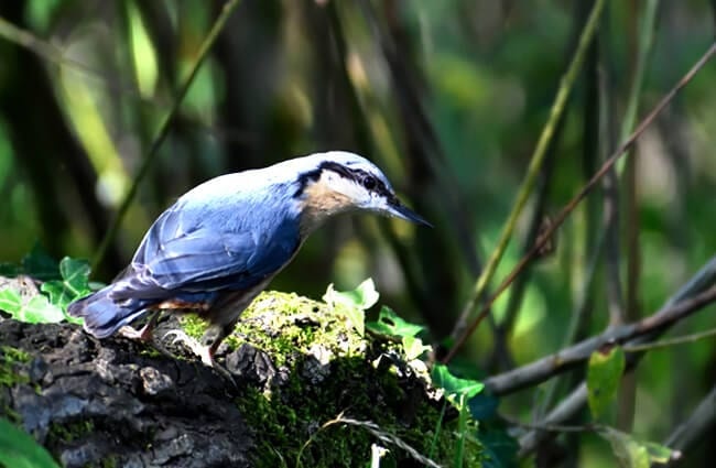 Nuthatch on a forest branch
