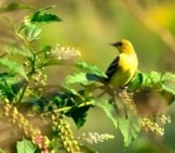 Pretty Little Orchard Oriole On A Bush Photo By: Andrew Weitzel Https://Creativecommons.org/Licenses/By-Sa/2.0/