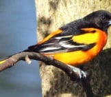 Baltimore Oriole In Profile Photo By: Fishhawk Https://Creativecommons.org/Licenses/By-Sa/2.0/