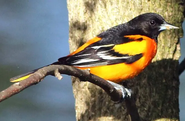 Baltimore Oriole in profile Photo by: fishhawk https://creativecommons.org/licenses/by-sa/2.0/