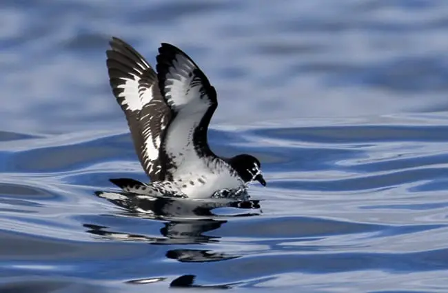 Black-Capped Petrel at Port Fairy Pelagic, Victoria Photo by: Ed Dunens https://creativecommons.org/licenses/by/2.0/