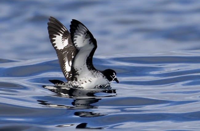 Black-Capped Petrel at Port Fairy Pelagic, Victoria Photo by: Ed Dunens https://creativecommons.org/licenses/by/2.0/